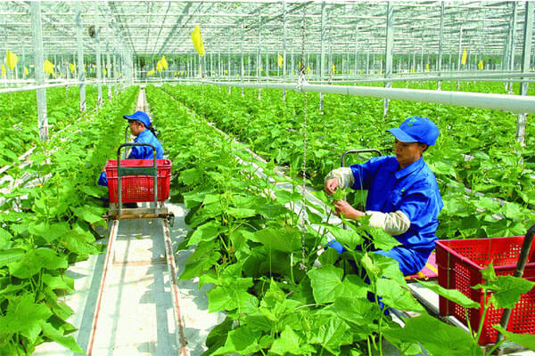 Nen-kinh-doanh-gi-o-nong-thon-Luu-y-khi-kinh-doanh-o-nong-thon