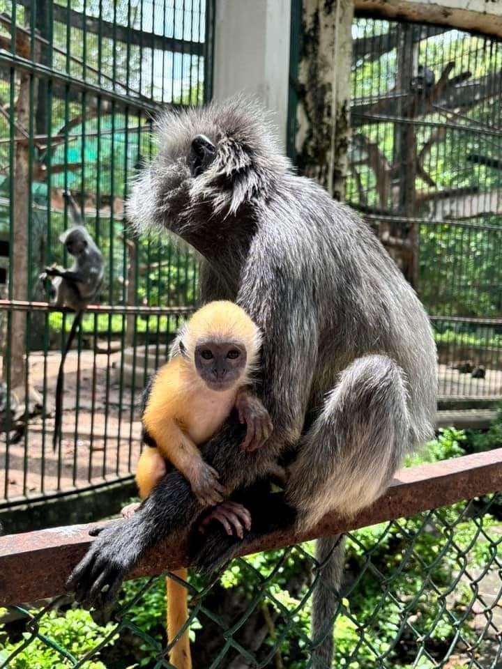 Từng suýt đóng cửa vì nợ thuế 850 tỷ đồng, vườn thú 160 năm tuổi bất ngờ thông báo có lãi hơn 4,8 tỷ: Vé vào cổng chiếm hơn 60% tổng doanh thu