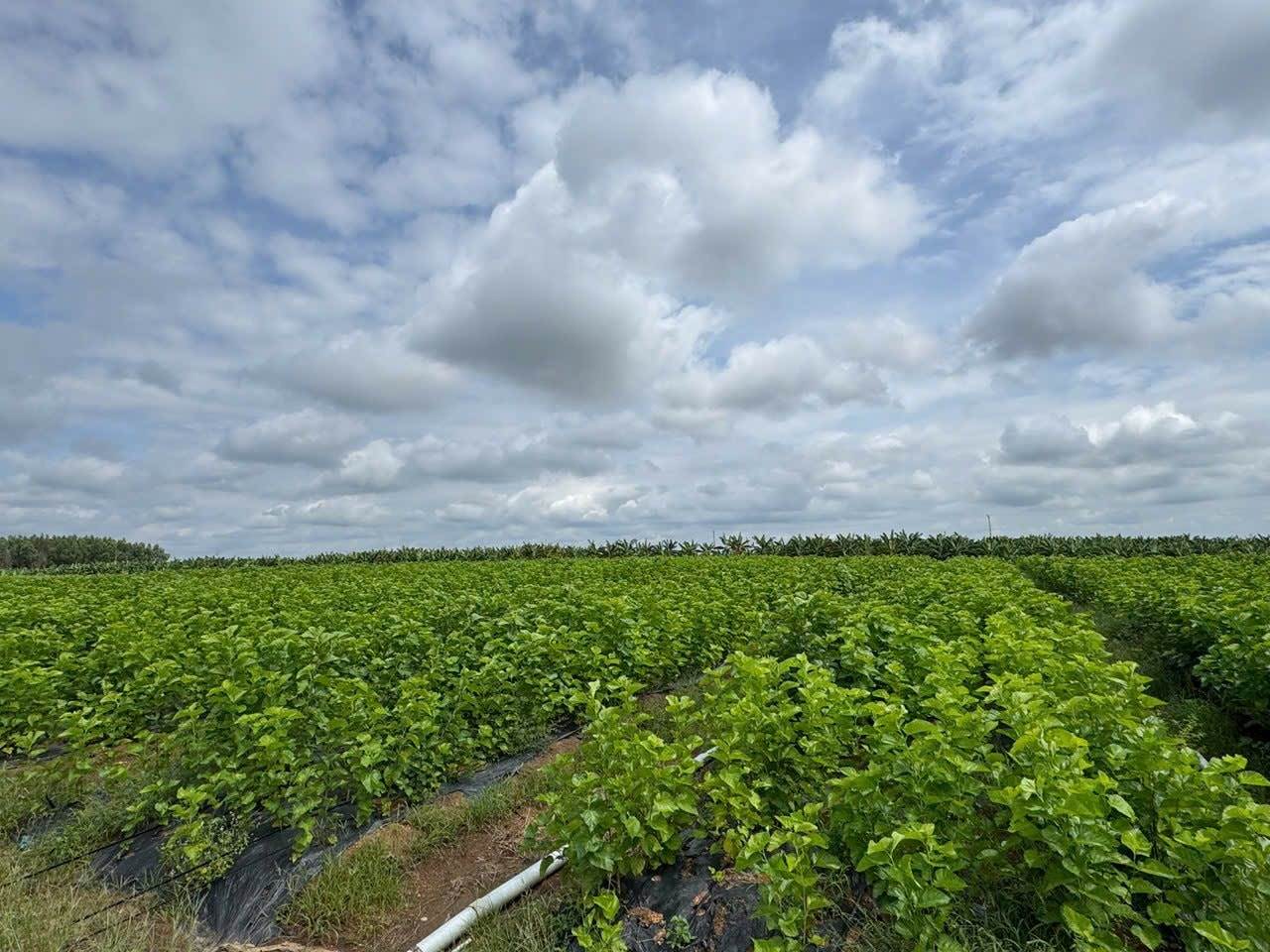 Cận cảnh bầu Đức nuôi tằm ươm tơ: Nương dâu 2.000 ha trên cao nguyên Bolaven và công thức 70 USD ‘ngon hơn tất cả các loại cây’