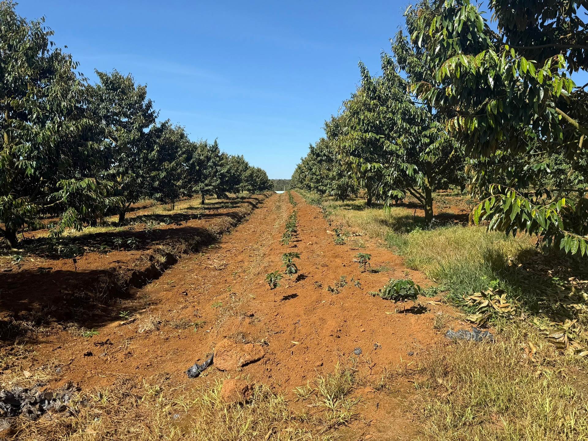 Xuất khẩu sầu riêng Việt từng sụt 69,4% vì rào cản Cadimi, Bầu Đức lộ ‘át chủ bài’: 1.600 ha ở Lào và kho lạnh 20.000 m² làm sầu riêng cấp đông chờ bán trái vụ giá cao hơn 50%